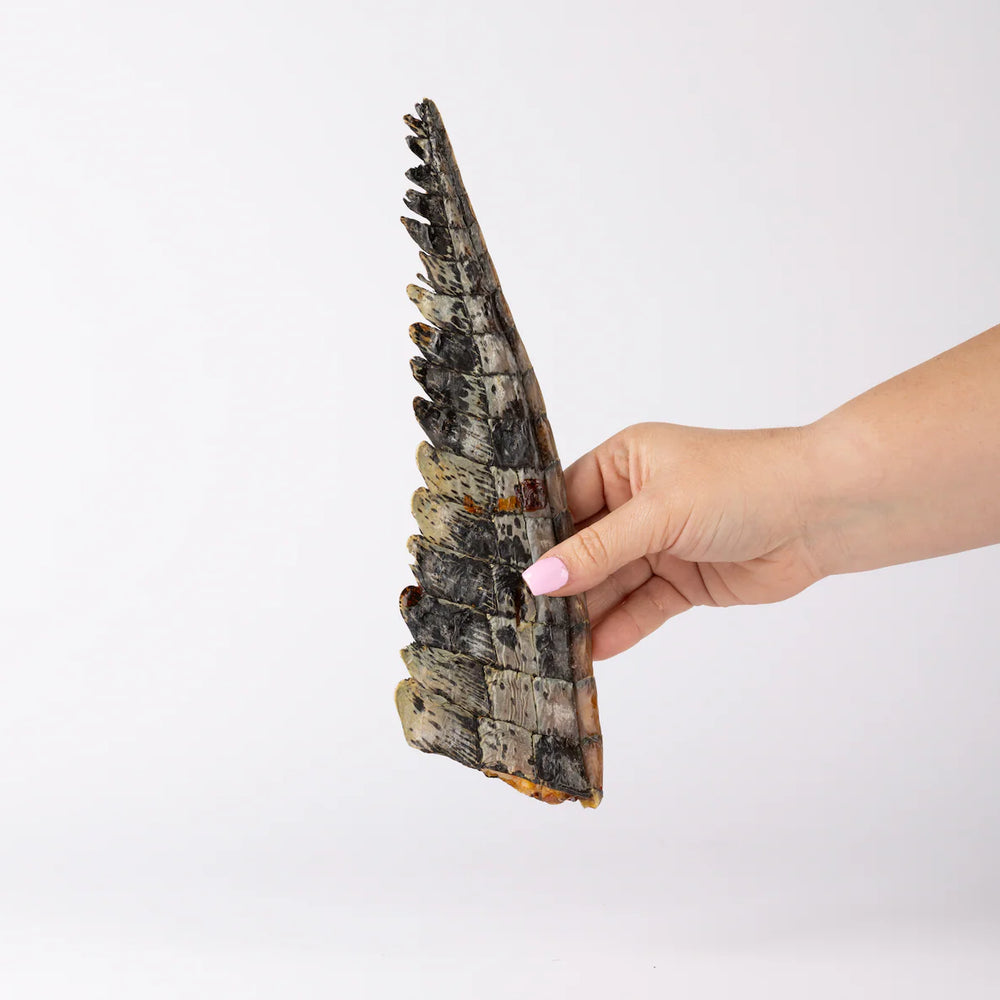Crocodile Tail Tip