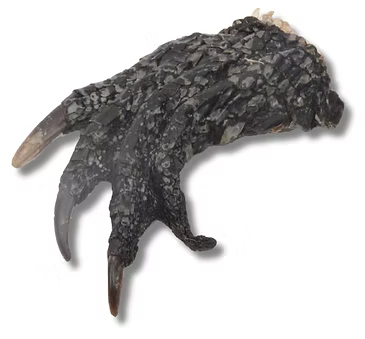 Crocodile Claw
