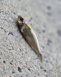 Hardy Heads Fish