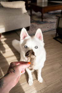 Kangaroo Ears