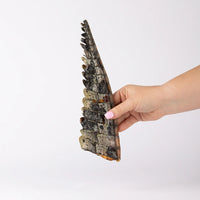 Crocodile Tail Tip