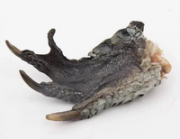 Crocodile Claw