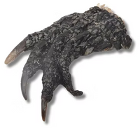 Crocodile Claw